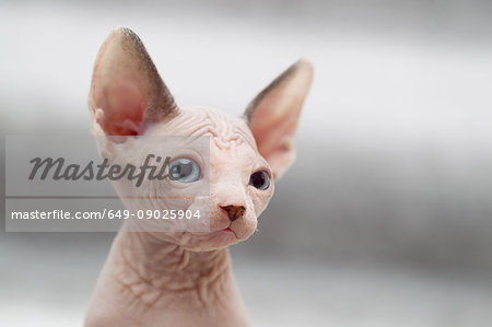 Animal portrait of sphynx cat looking away