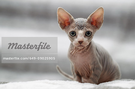 Animal portrait of sphynx cat looking at camera