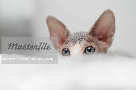 Sphynx kitten peeking