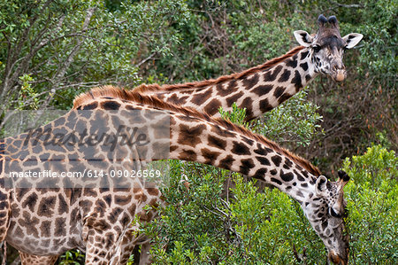 Masai Giraffe (Giraffa camelopardalis), Masai Mara, Kenya