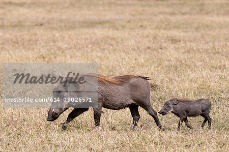 Warthog (Phacochoerus aethiopicus) and piglet, Masai Mara, Kenya