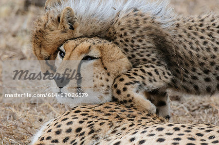 Cheetah (Acinonyx jubatus) and cub, Masai Mara, Kenya