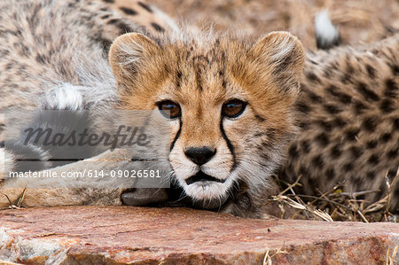 Cheetah cub (Acinonyx jubatus), Masai Mara, Kenya