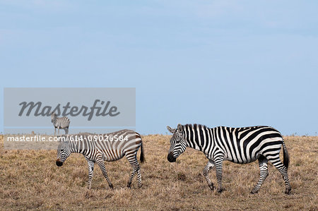 Zebra (Equus quagga), Masai Mara, Kenya