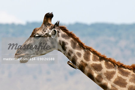 Masai Giraffe (Giraffa camelopardalis), Masai Mara, Kenya