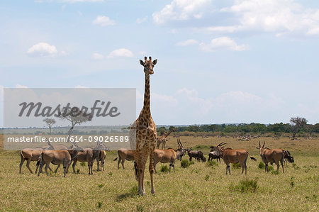 Masai Giraffe (Giraffa camelopardalis) and gazelles, Masai Mara, Kenya