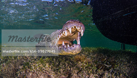 Underwater portrait of american saltwater crocodile on seabed, Xcalak, Quintana Roo, Mexico