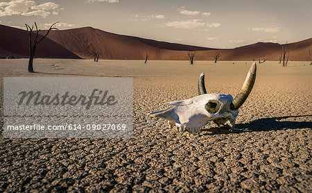 Cattle skull in desert, Windhoek, Namibia, Africa