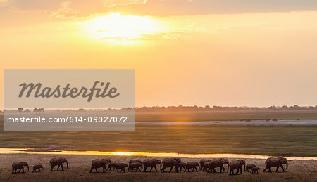 Elephants by river, Chobe national park, Zambia, Africa