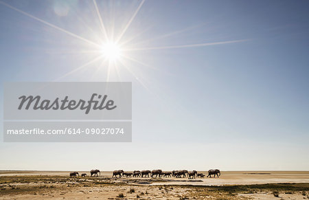 Herd of elephants in Namib Desert, Windhoek Noord, Namibia, Africa