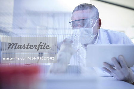 Laboratory worker looking into cage containing white rat