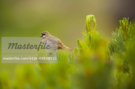 Close up of brown Siberian Rubythroat, Calliope calliope perching on plant.