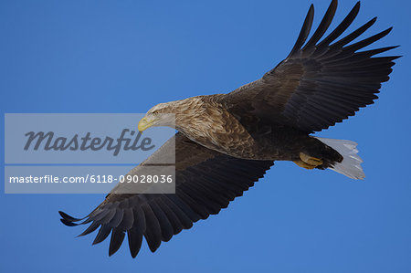 Low angle view of White-Tailed Eagle, Haliaeetus albicilla, in flight.