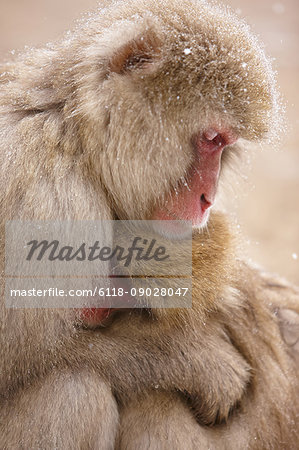Close up of two Japanese Macaque, Snow Monkey, Macaca fuscata, huddling close together.