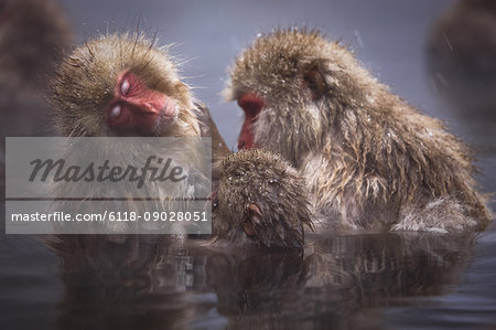 Three Japanese Macaque, Snow Monkey, Macaca fuscata, bathing in hot spring.