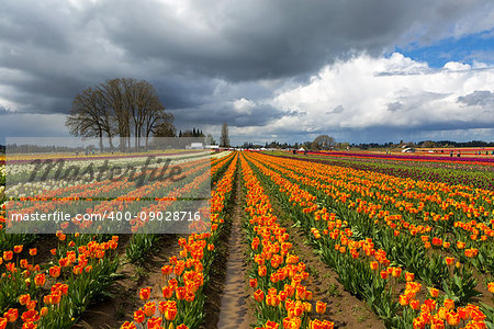 Rows of colorful tulips at Wooden Shoe Tulip Festival in Woodburn Oregon on a cloudy day