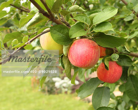 Ripe red apples and green leaves on apple-tree. Summer time