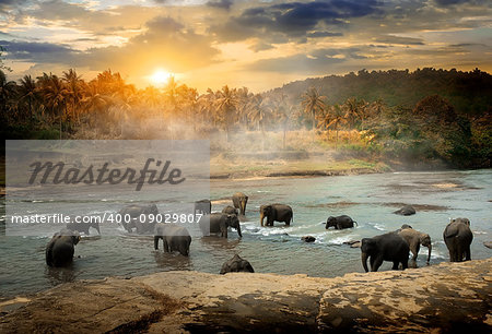 Herd of bathing elephants in the river of jungle