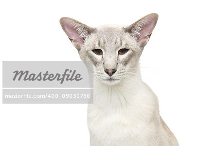 Beautiful oriental siam cat isolated on white background. Copy space.