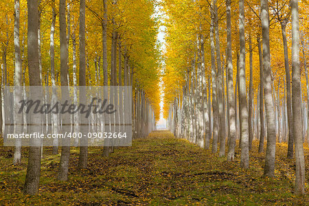 Poplar tree farm at Boardman Northeastern Oregon during fall season morning