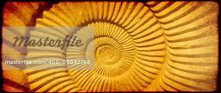 Grunge background with paper texture and ammonite shell. Copy space for your text
