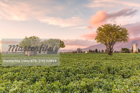 Europe, Italy, Umbria, Perugia district, Spello. Countryside