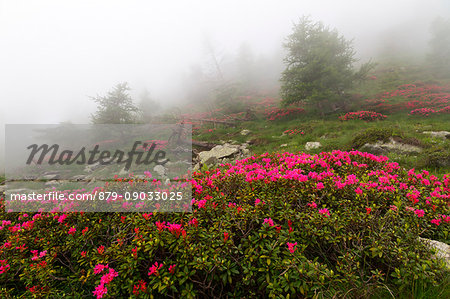 Orsiera Rocciavre Park, Chisone Valley,Turin, Piedmont, Italy. Summer fog Orsiera Rocciavre Park