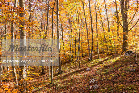 Molveno forest, Trentino South Tyrol, Italy. The colours of autumn into the beech woods.