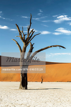 trees of Namibia,namib-naukluft national park, Namibia, africa