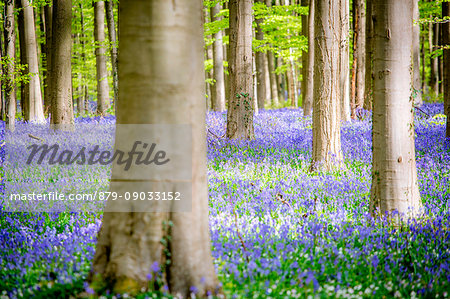 Hallerbos Bluebells Forest, Belgium