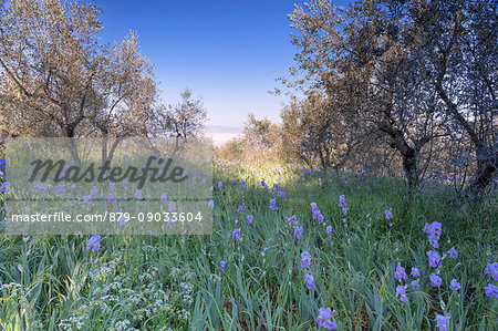 Europe, Italy, Tuscany, Arezzo. Olive grove with blue iris flowers in Valdarno