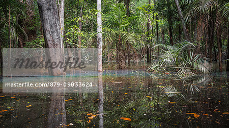 The flooded forest of the Rio negro Basin depicted in early August when the water level is still high and floods large area of the primary forest.