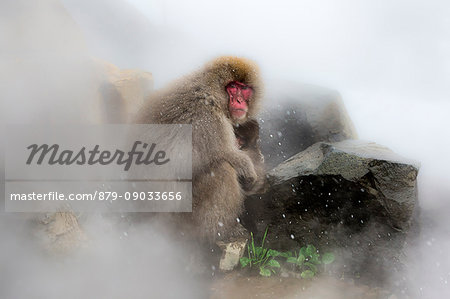 Snow monkeys of Jogokudani valley, Nakano, Nagano prefecture, Japan