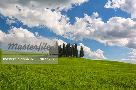 Europe, Italy, cipresses in Orcia valley, province of Siena, Tuscany.