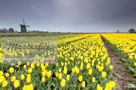 Spring clouds on fields of yellow tulips with windmills in the background Berkmeyer Koggenland North Holland Netherlands Europe