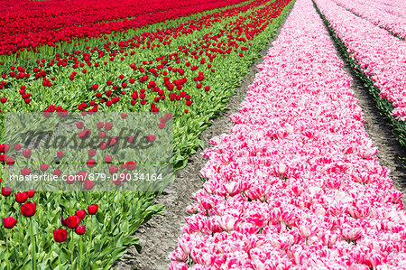 Multicolored tulip fields in spring Berkmeer Koggenland North Holland Netherlands Europe