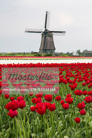Multicolored tulip fields frame the windmill in spring Berkmeer Koggenland North Holland Netherlands Europe