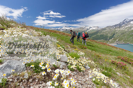 Hikers surrounded by daisies Andossi Montespluga Chiavenna Valley Sondrio province Valtellina Lombardy Italy Europe