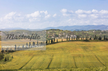 Blue sky frames the green hills and typical cypresses of Crete Senesi (Senese Clays) province of Siena Tuscany Italy Europe