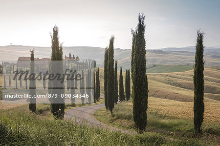 The road curves in the green hills surrounded by cypresses Crete Senesi (Senese Clays) province of Siena Tuscany Italy Europe