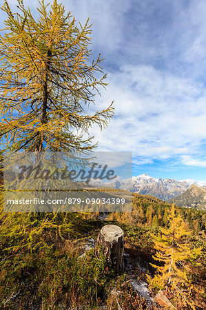 Red larches around Lake Mufulè framed by Monte Disgrazia Malenco Valley Lombardy province of Sondrio Valtellina Italy Europe