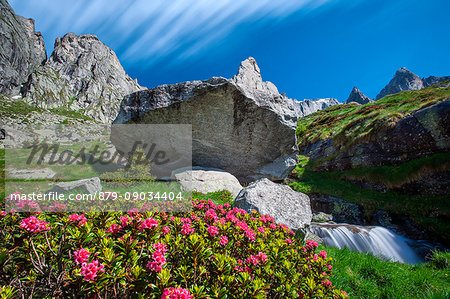 Summer bloom of rhododendrons in high Torrone valley. In the background the Luigi Amedeo peak - Valmasino, Alps, Valtellina, Sondrio, Lombardy, Italy. Europe