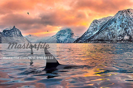 Mefjordvær,Senja, Norway