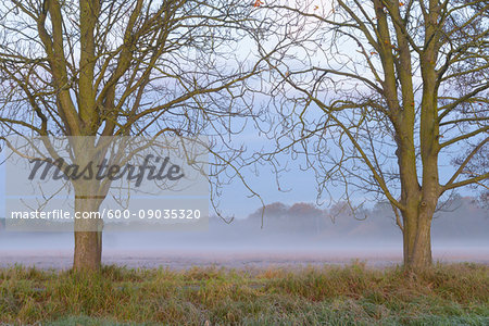 Bare trees framing misty meadow at dawn in Autumn in Hesse, Germany Bare trees framing misty meadow at dawn in Autumn in Hesse, Germany