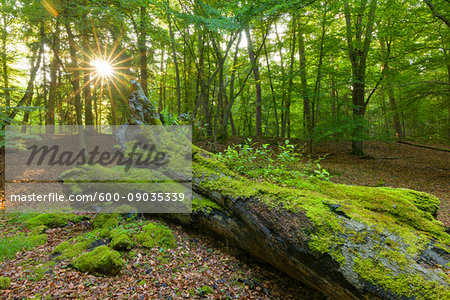 Old, fallen tree trunk covered in moss in forest with sun shining through trees in Hesse, Germany