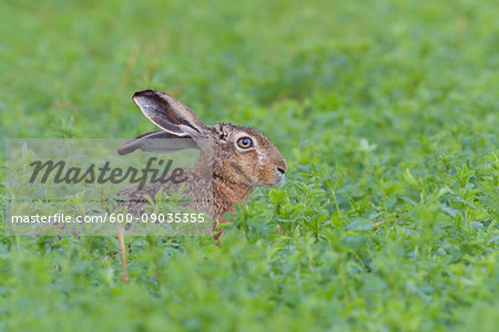 Profile portrait of a European brown hare (Lepus europaeus) with head sticking up from meadow in summer in Hesse, Germany