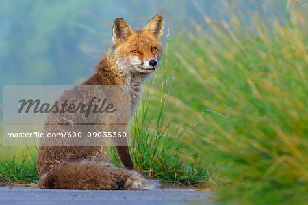 Portrait of red fox (Vulpes vulpes) sitting in the grass looking suspiciously at the camera in Summer in Hesse, Germany