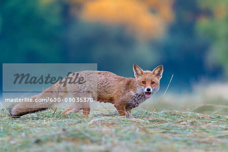 Portrait of red fox (Vulpes vulpes) standing on a mowed meadow looking at camera and screaming in Hesse, Germany