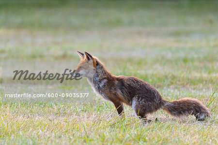 Red fox (Vulpes vulpes) defecating in meadow in Hesse, Germany