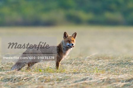 Red fox (Vulpes vulpes) with mouse in mouth standing on mowed meadow and looking into the distance in Hesse, Germany